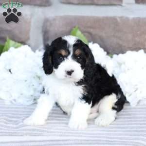 Cruize, Cavapoo Puppy